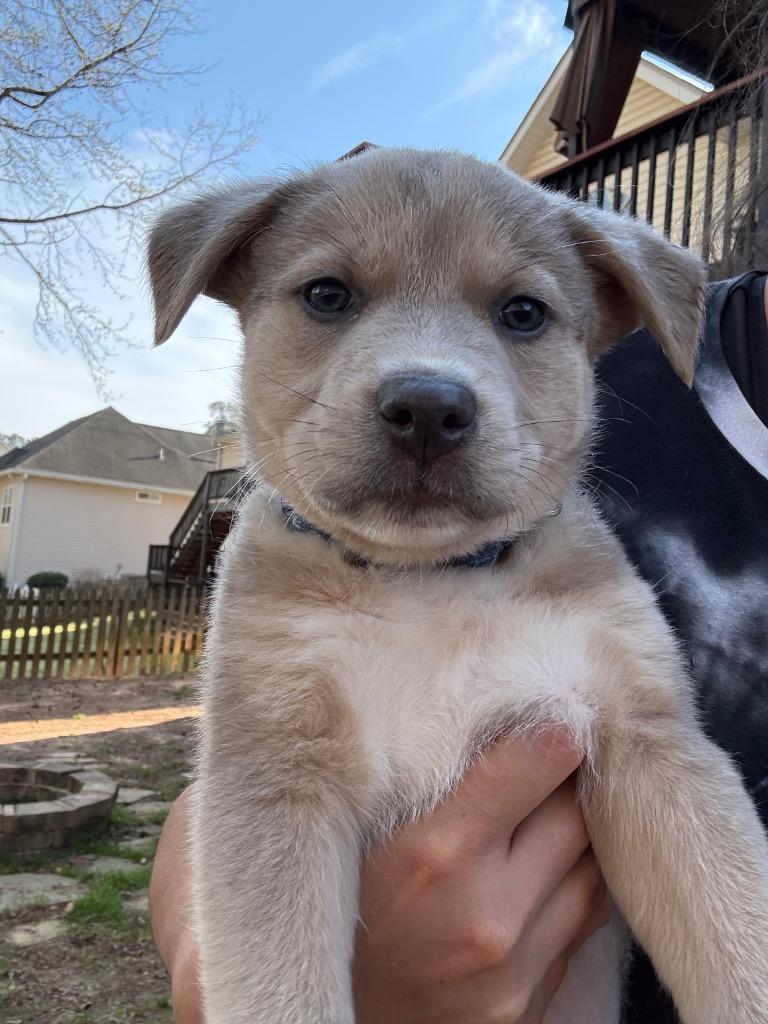Shamrock, Adoptable, Puppy Male Labrador Retriever.