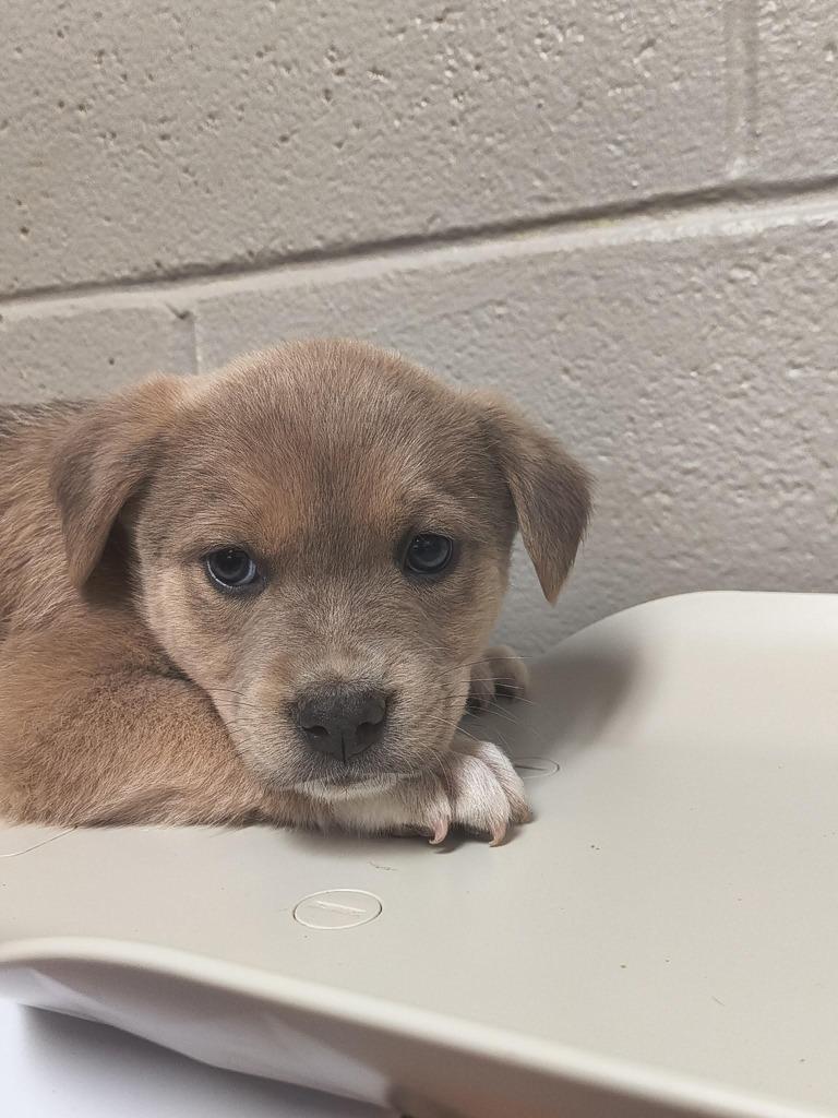 Enlarge Shamrock, a Adoptable Labrador Retriever in Newnan, GA image 2/3