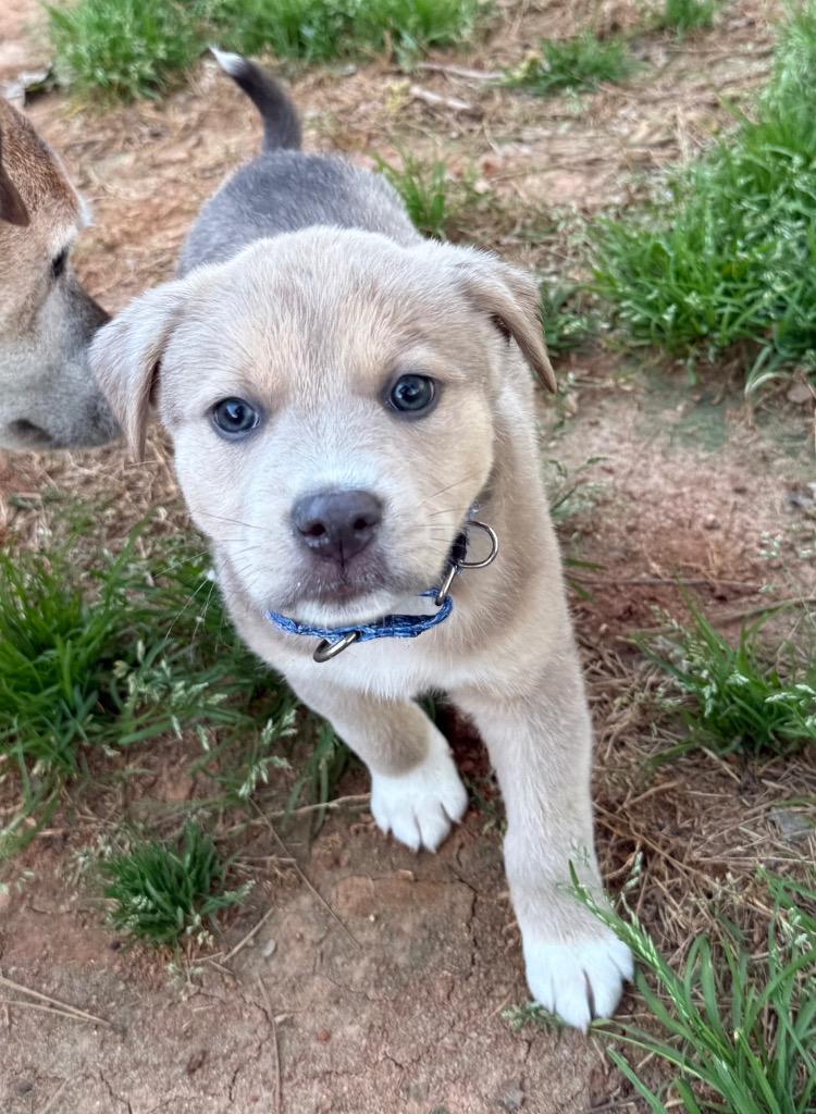 Enlarge Shamrock, a Adoptable Labrador Retriever in Newnan, GA image 3/3