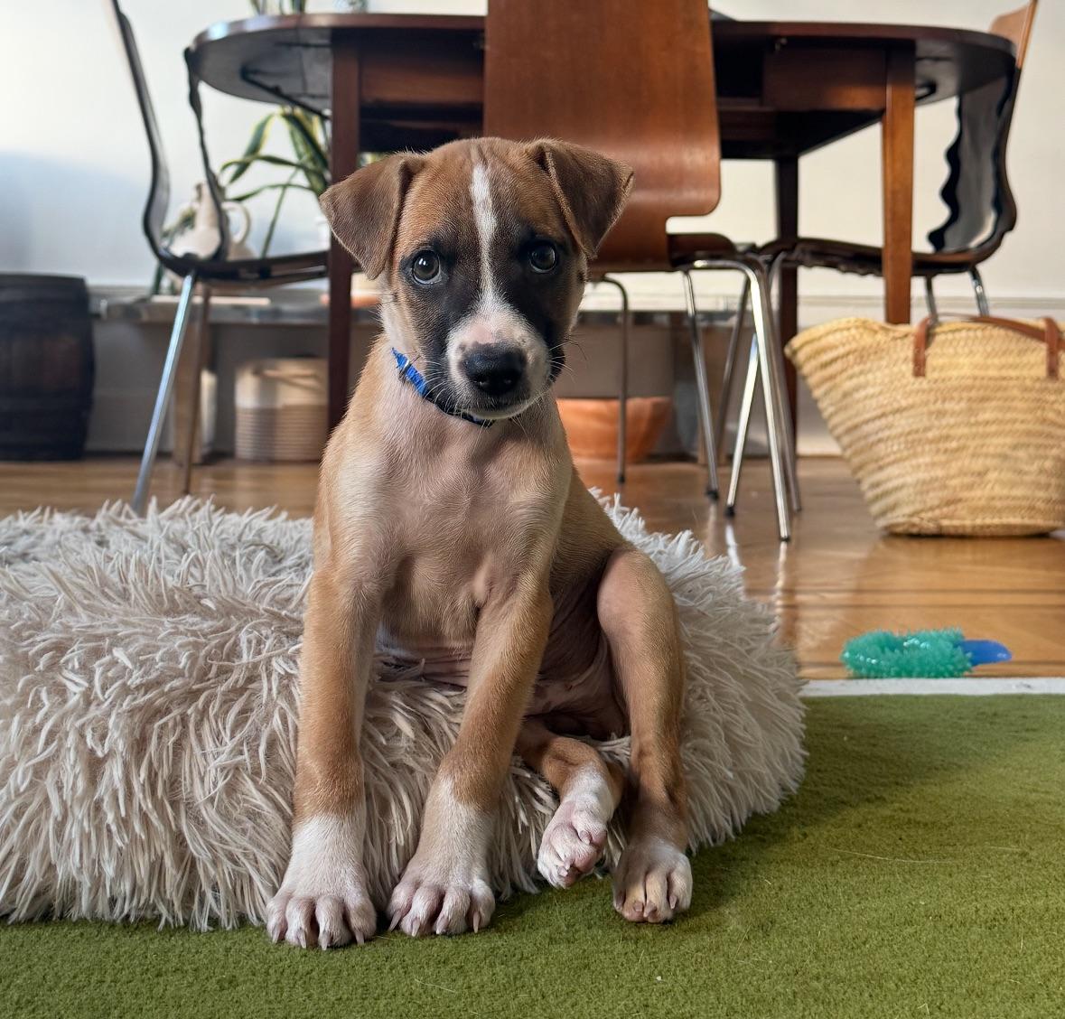 Danny Boy  The thumbnail 5