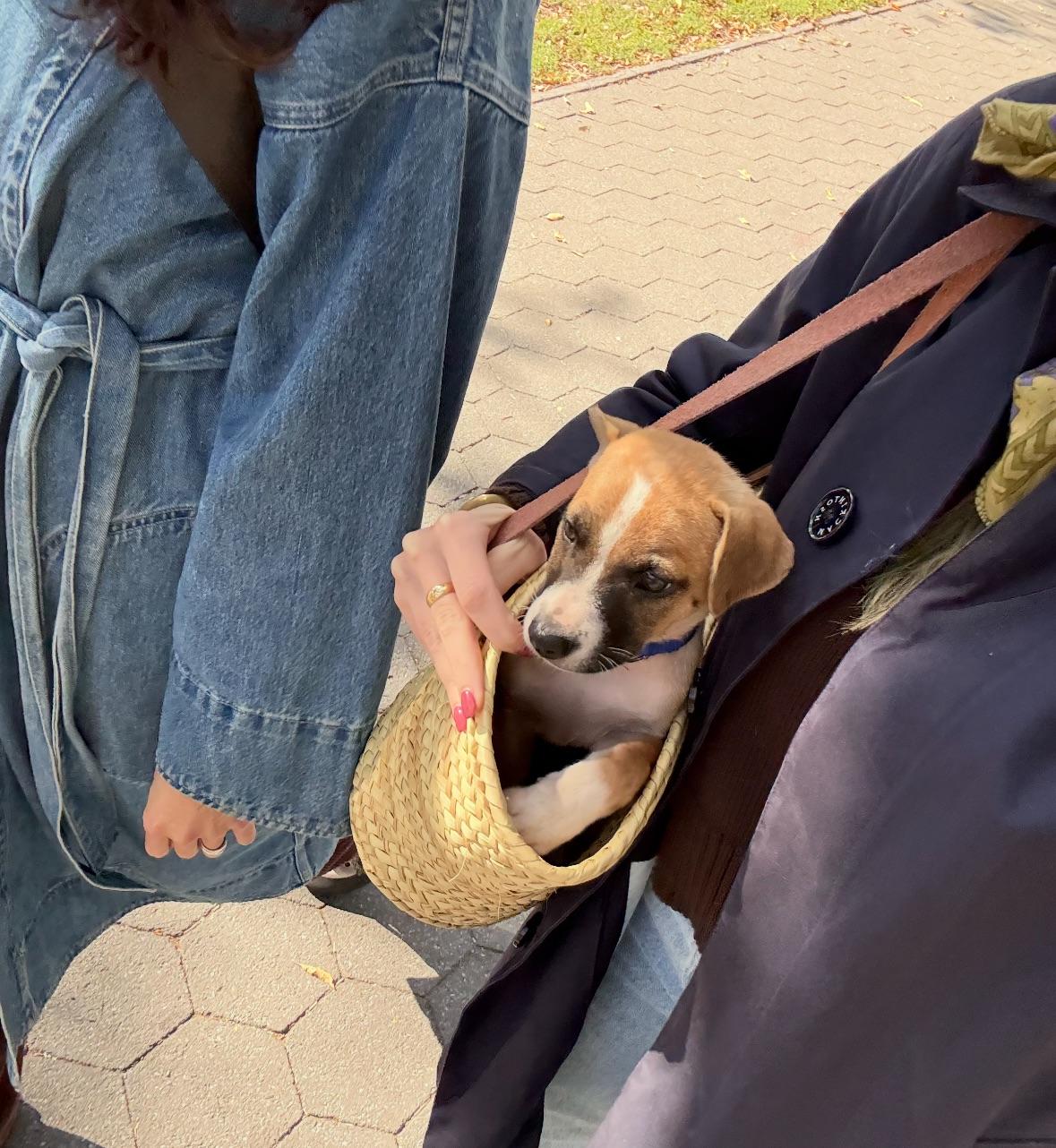 Danny Boy  The thumbnail 4