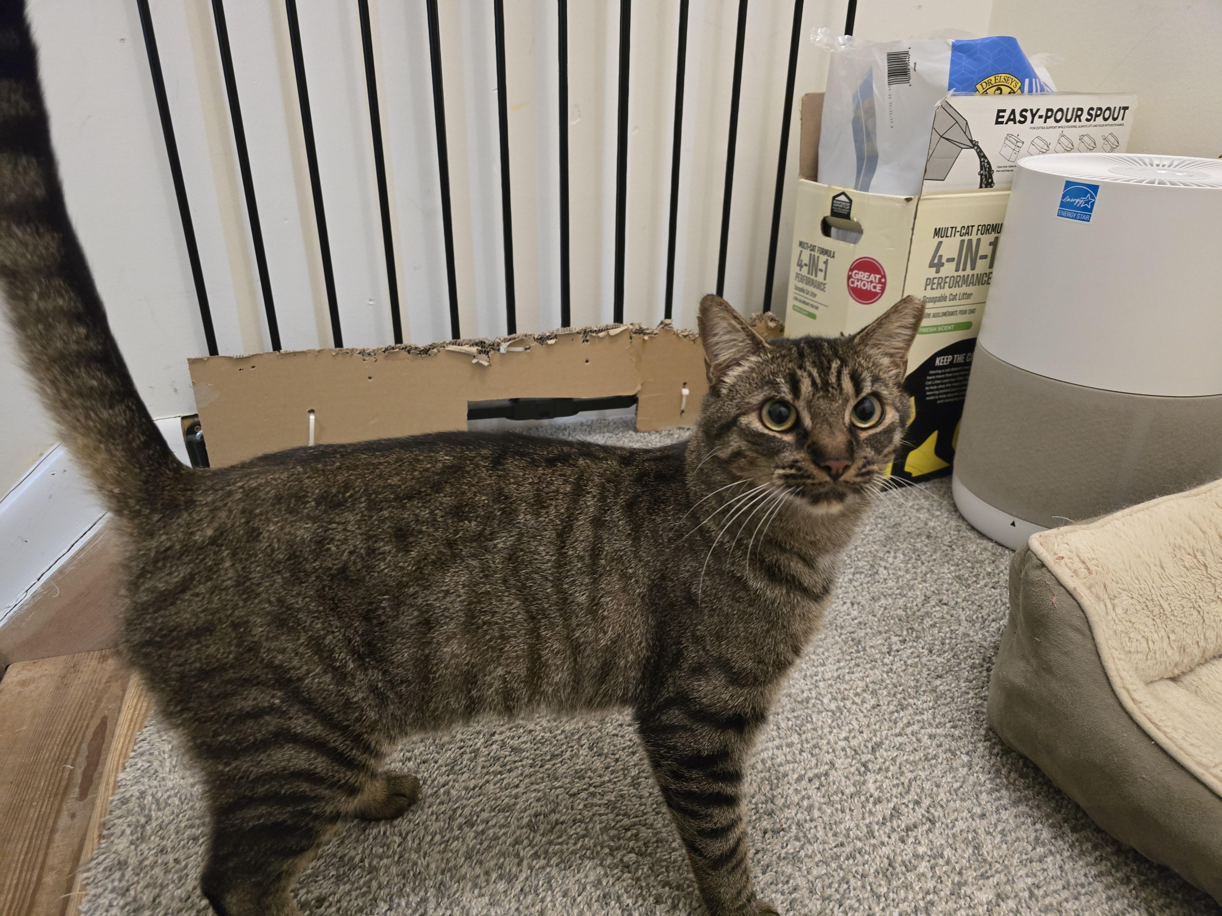 Enlarge Whitney, a Adoptable Tabby in Woodbridge, NJ image 2/2