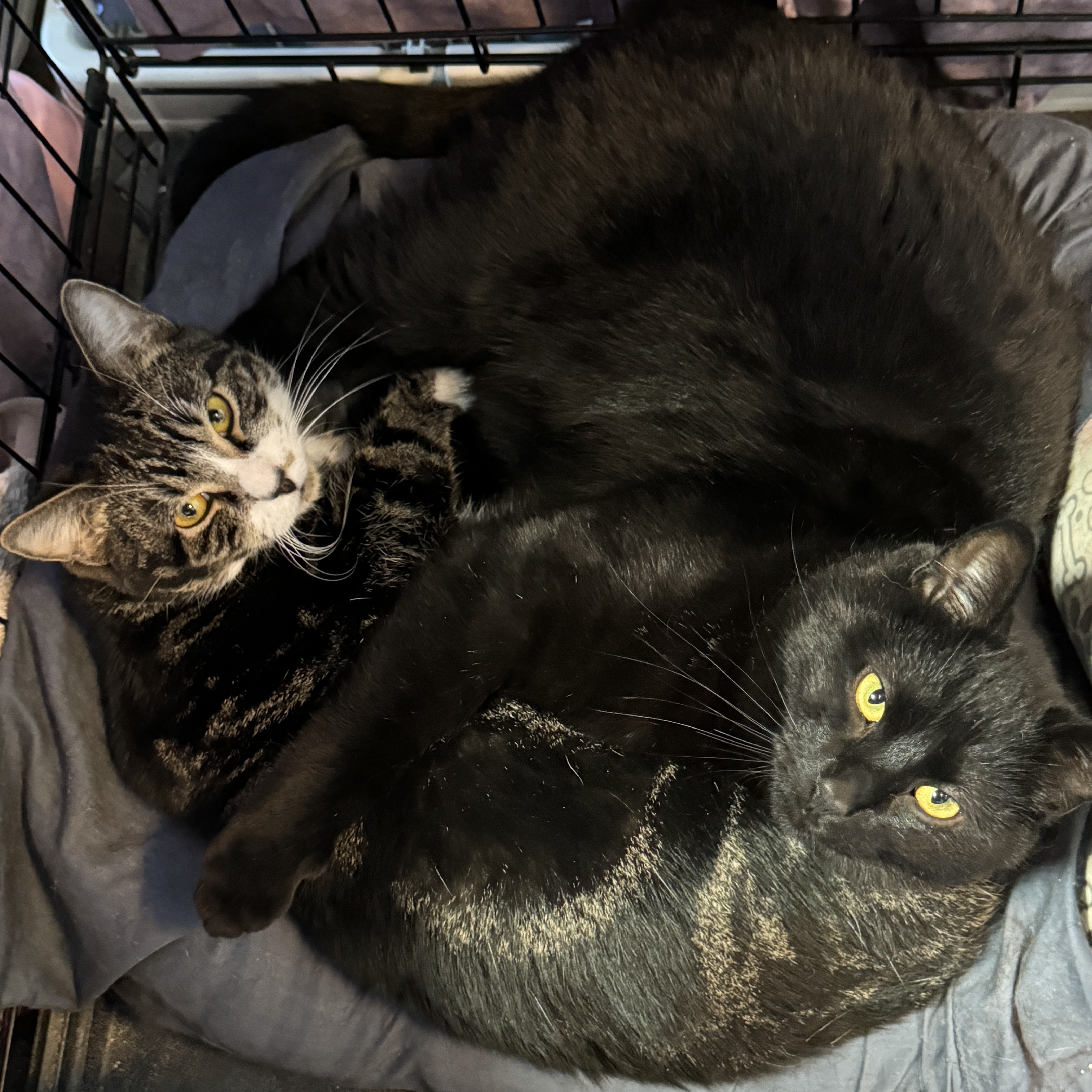 Chester and Jace