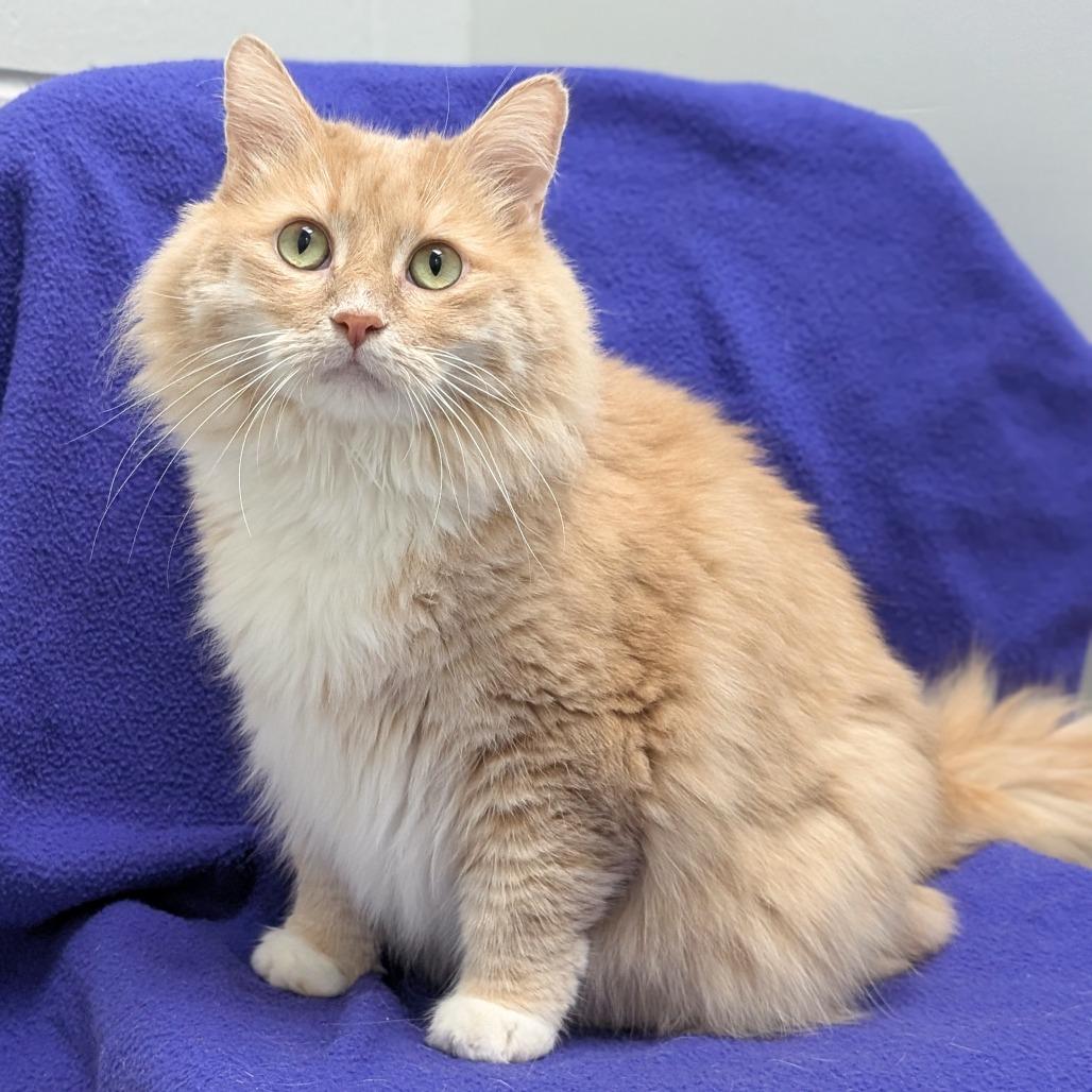 Lyonel, Adoptable, Adult Male Domestic Long Hair & Norwegian Forest Cat.