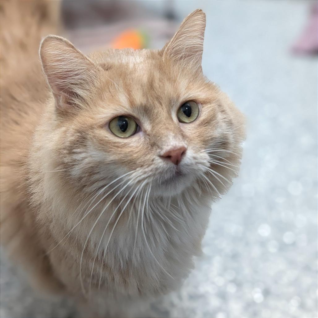 Enlarge Lyonel, a Adoptable mixed breed in Brookfield, WI image 2/3