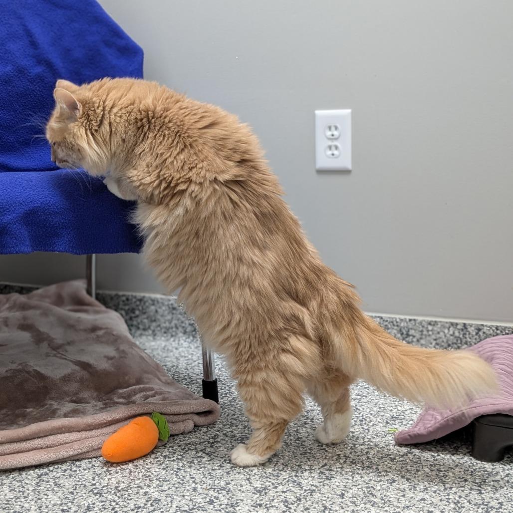 Enlarge Lyonel, a Adoptable mixed breed in Brookfield, WI image 3/3
