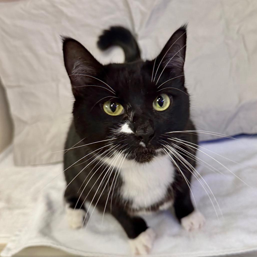 Fiona, Adoptable, Adult Female Domestic Short Hair.