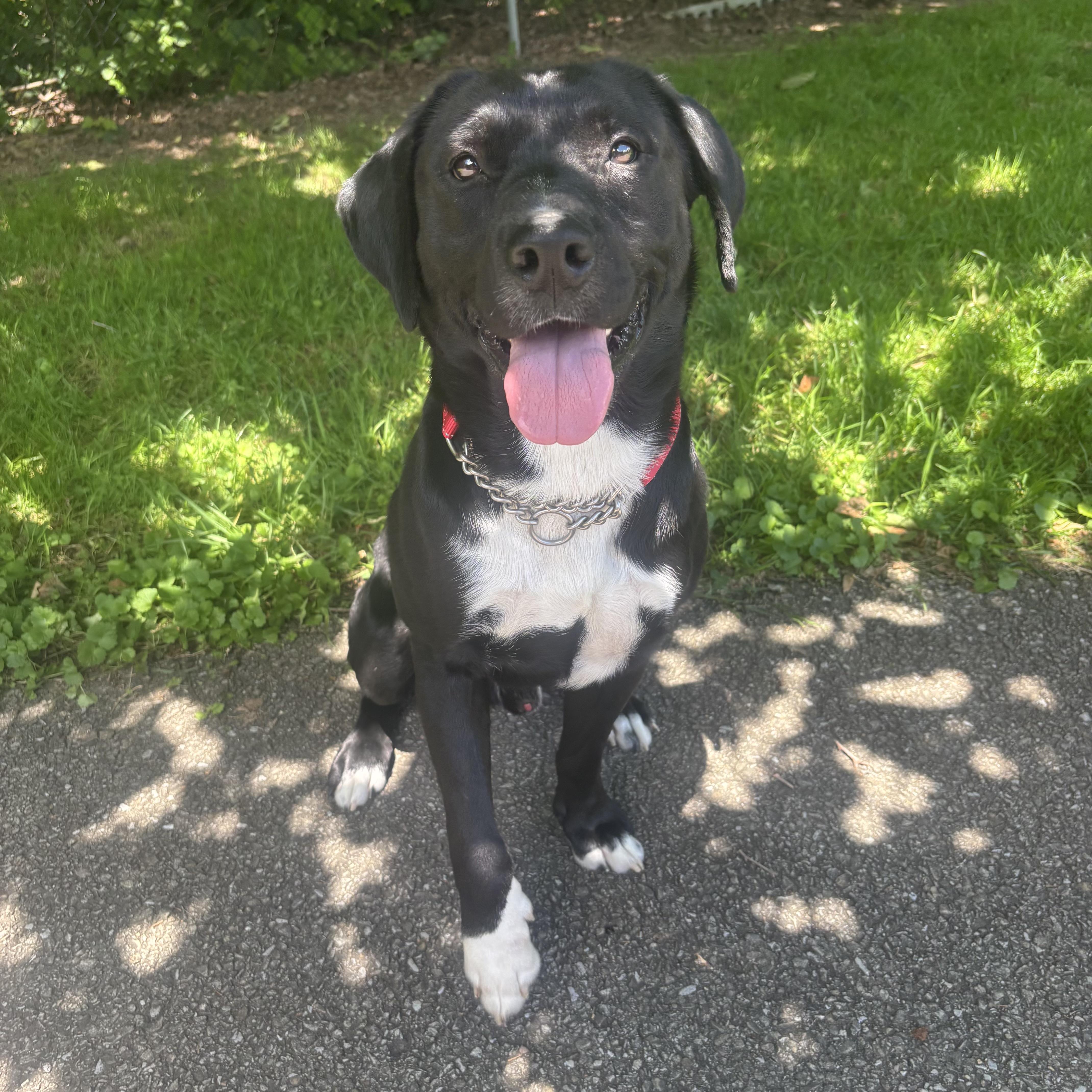 Remington, a ADOPTABLE mixed breed in Waynesburg, PA image 2/6