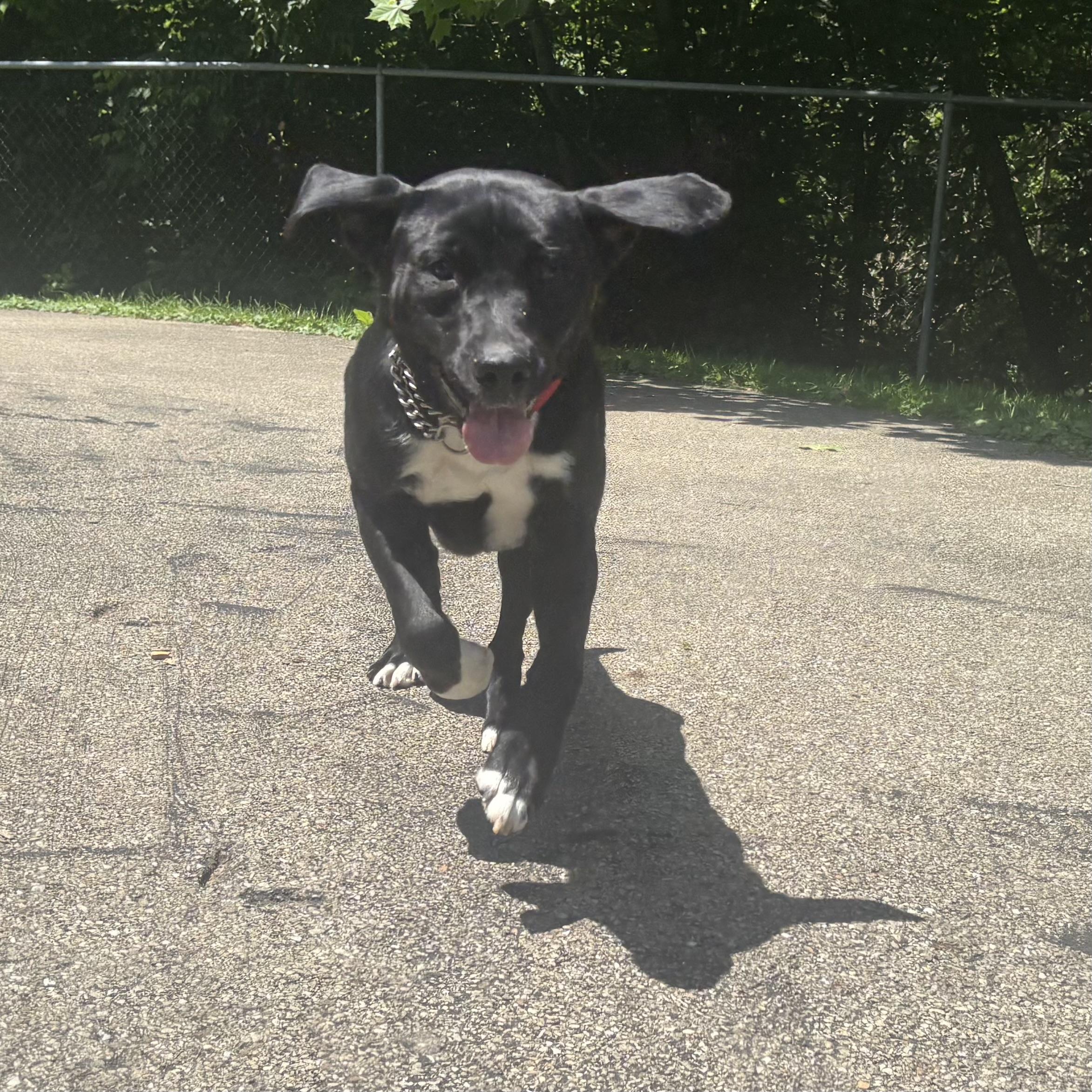 Remington, a ADOPTABLE mixed breed in Waynesburg, PA image 3/6