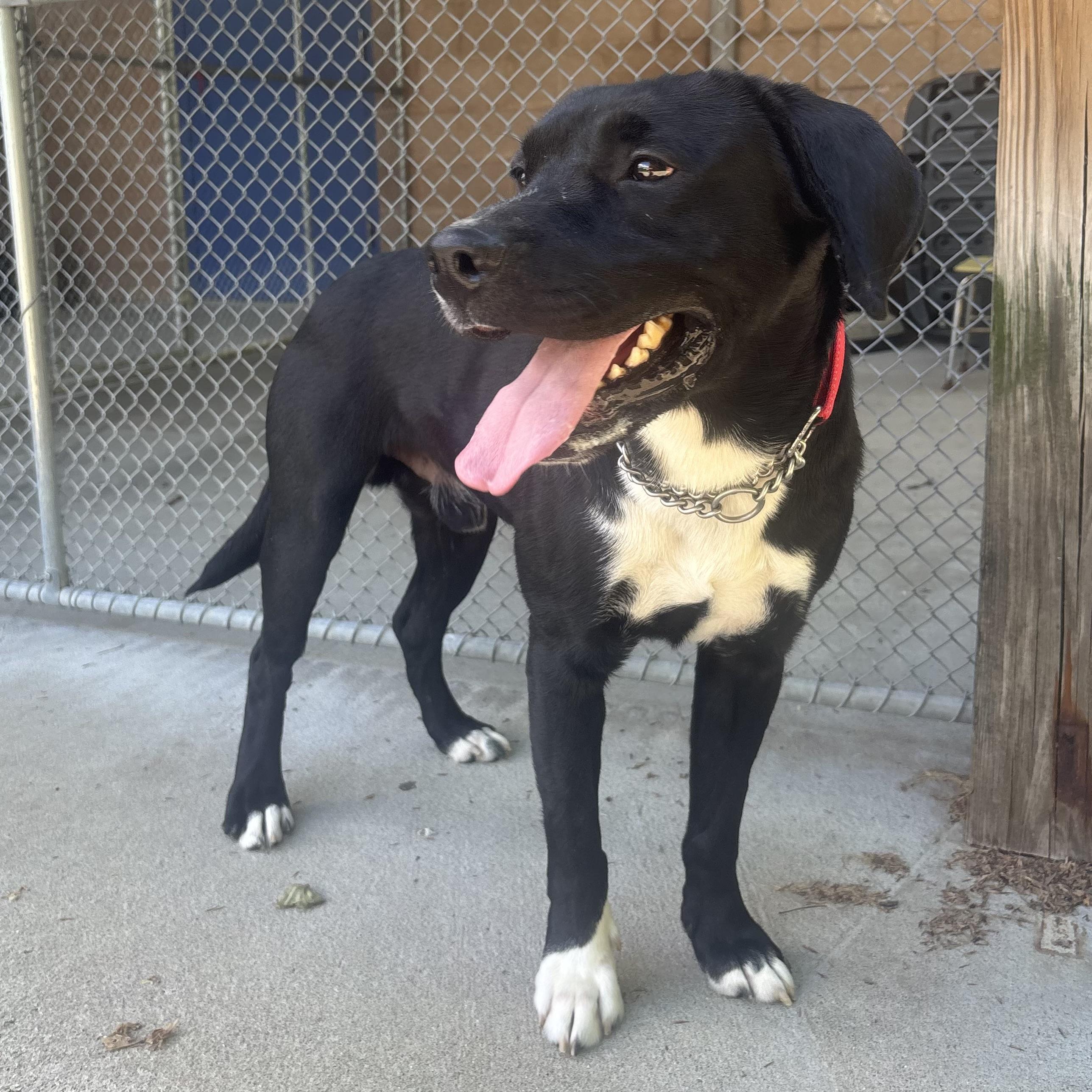 Remington, a ADOPTABLE mixed breed in Waynesburg, PA image 4/6