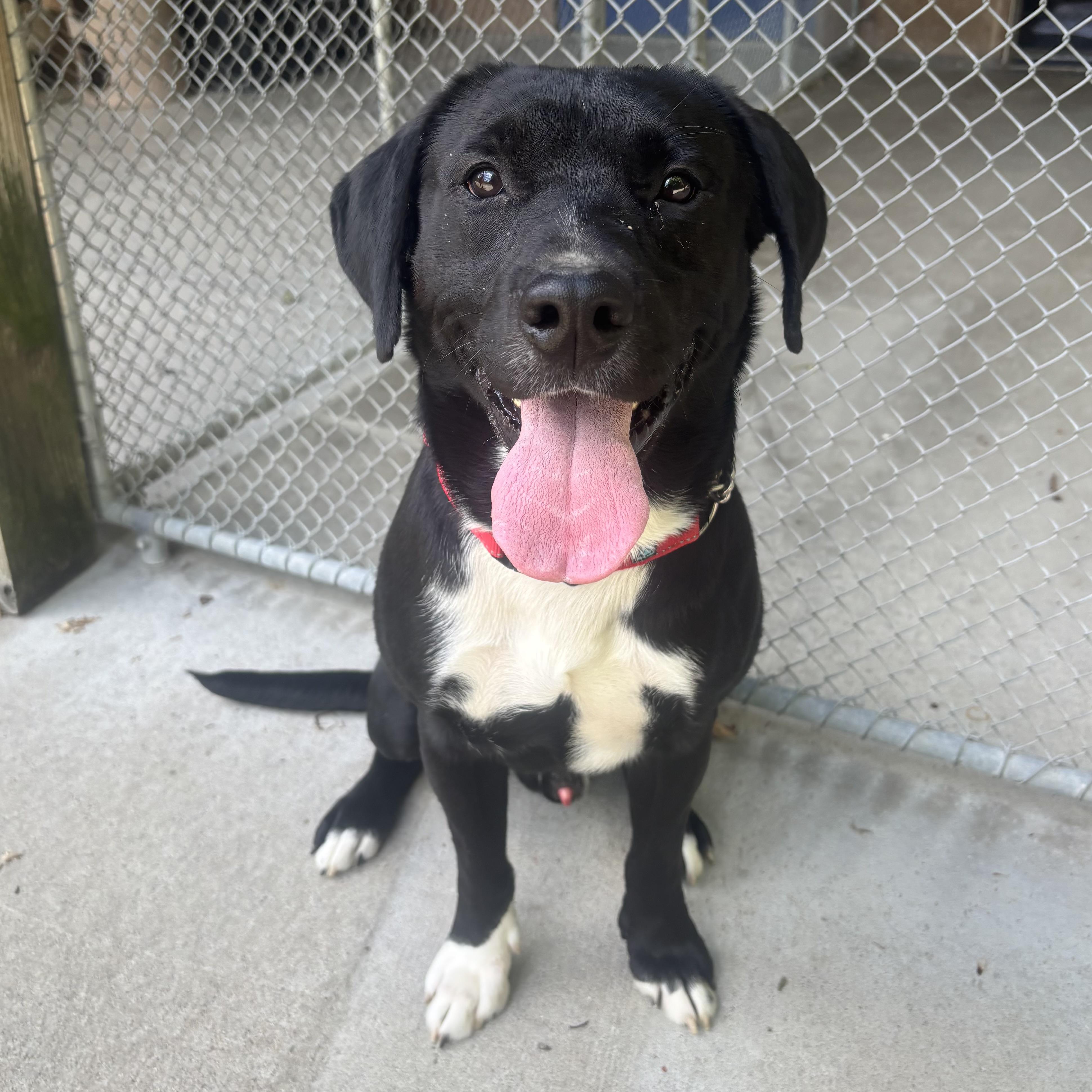 Remington, a ADOPTABLE mixed breed in Waynesburg, PA image 5/6