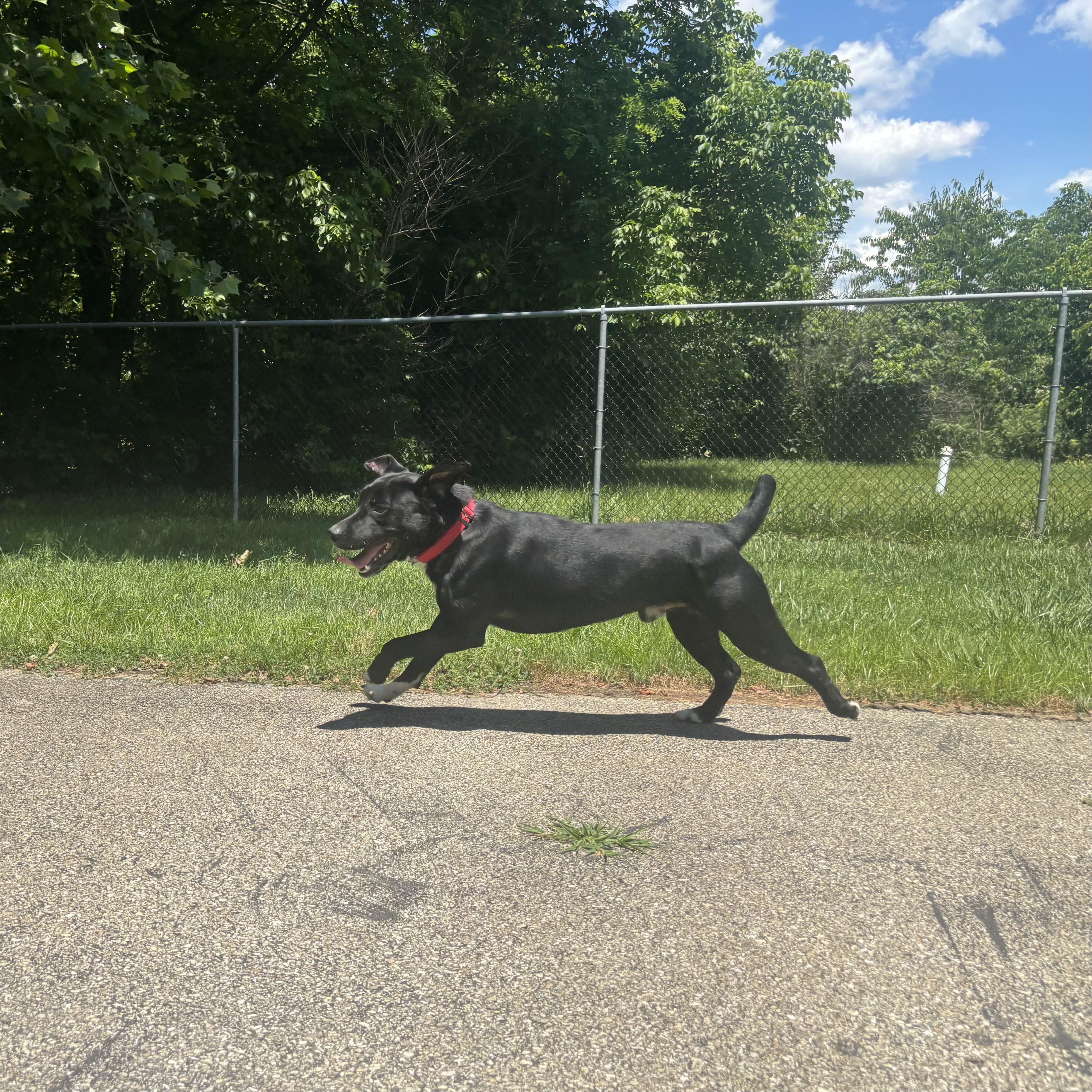 Remington, a ADOPTABLE mixed breed in Waynesburg, PA image 6/6