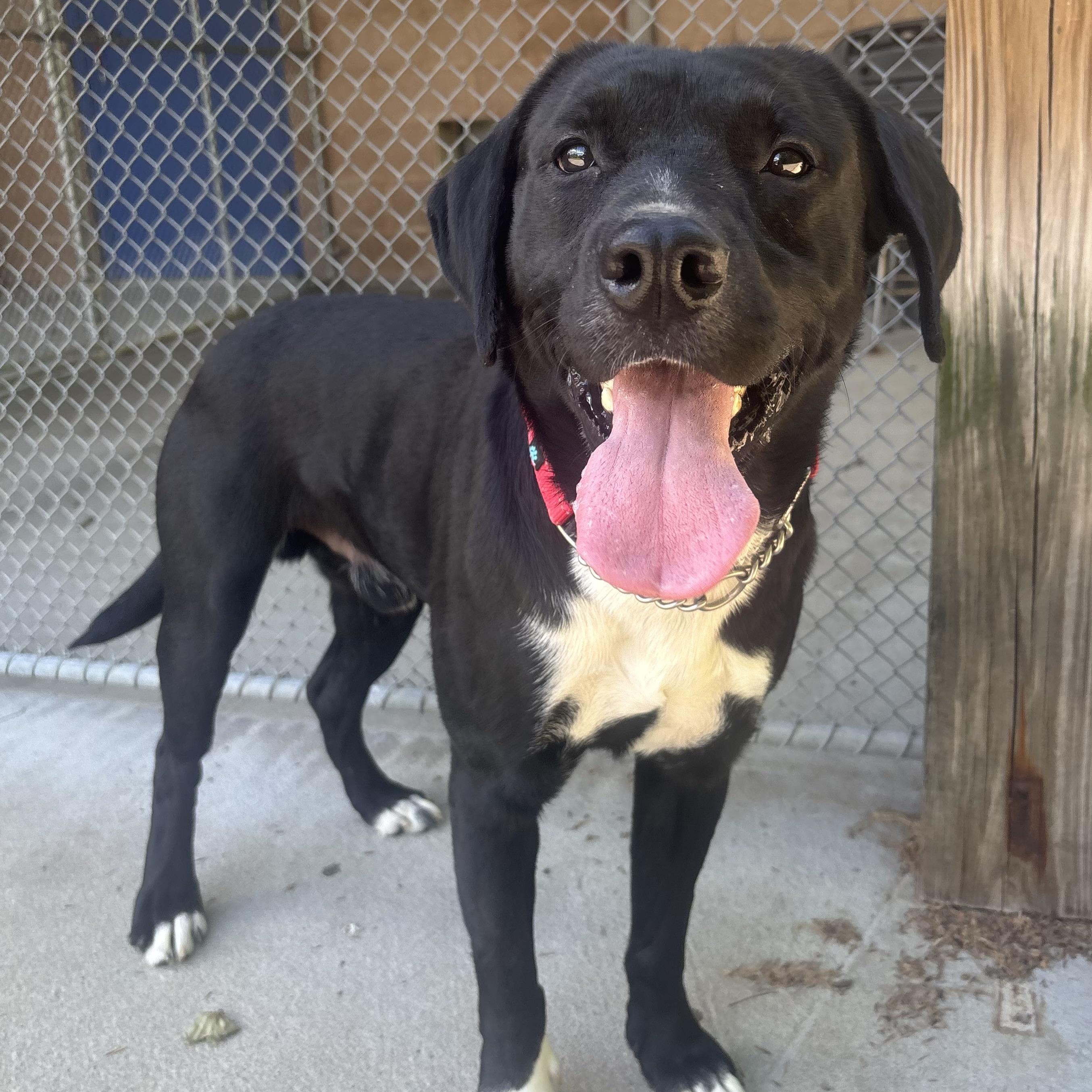Remington, ADOPTABLE, Young Male Pointer.