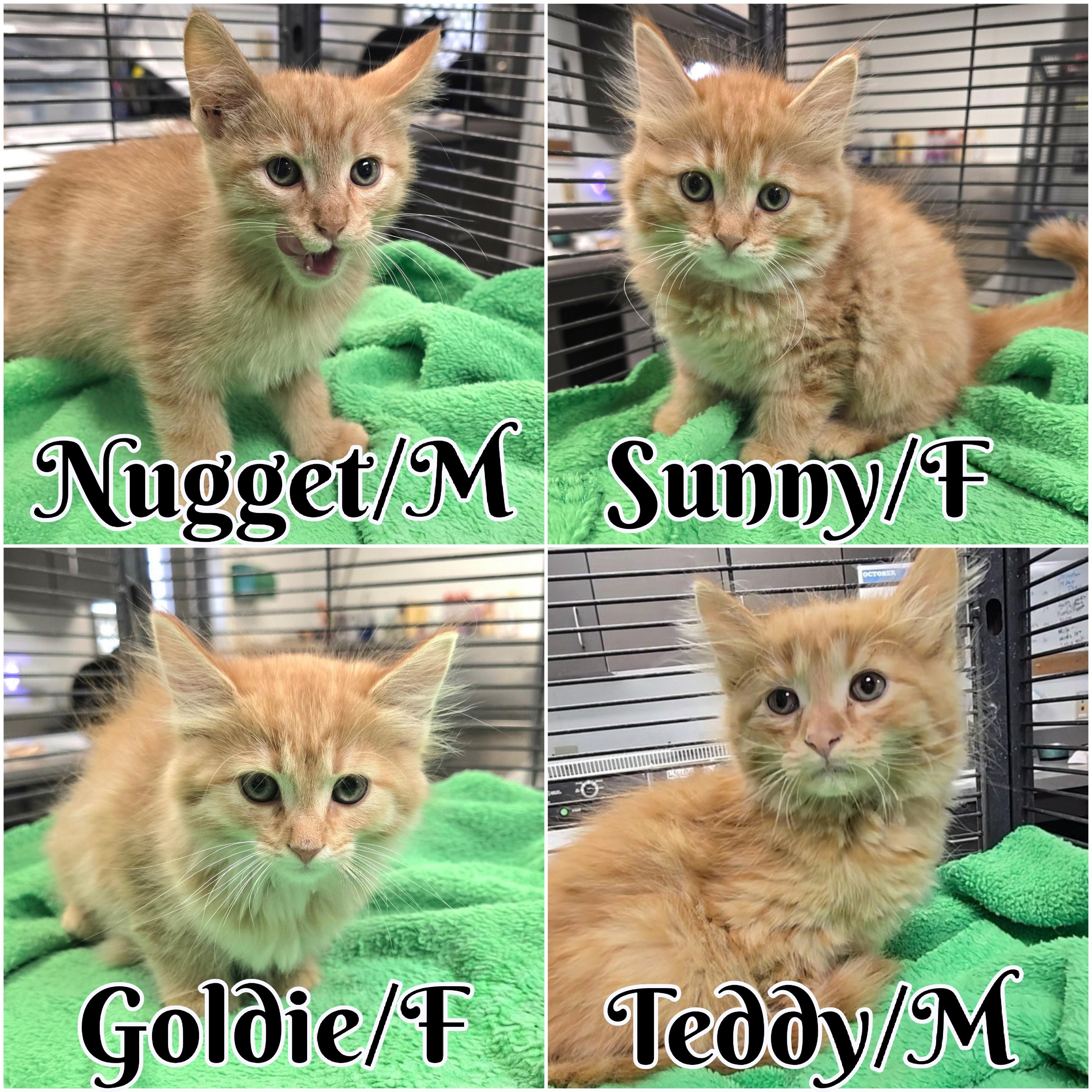 Enlarge Goldie, a Adopted mixed breed in Mount Carmel, IL image 2/2