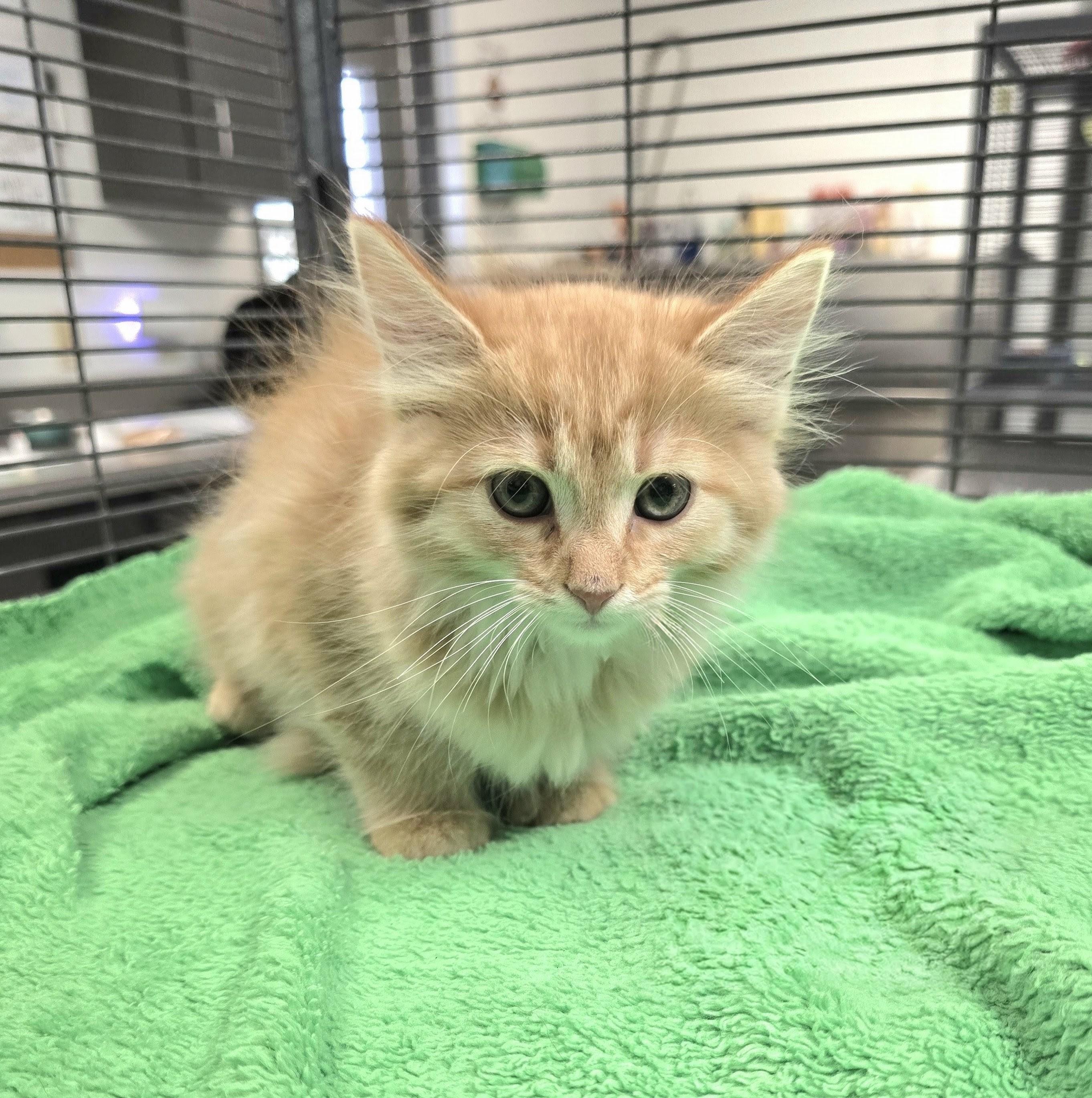 Enlarge Goldie, a Adopted mixed breed in Mount Carmel, IL image 1/2