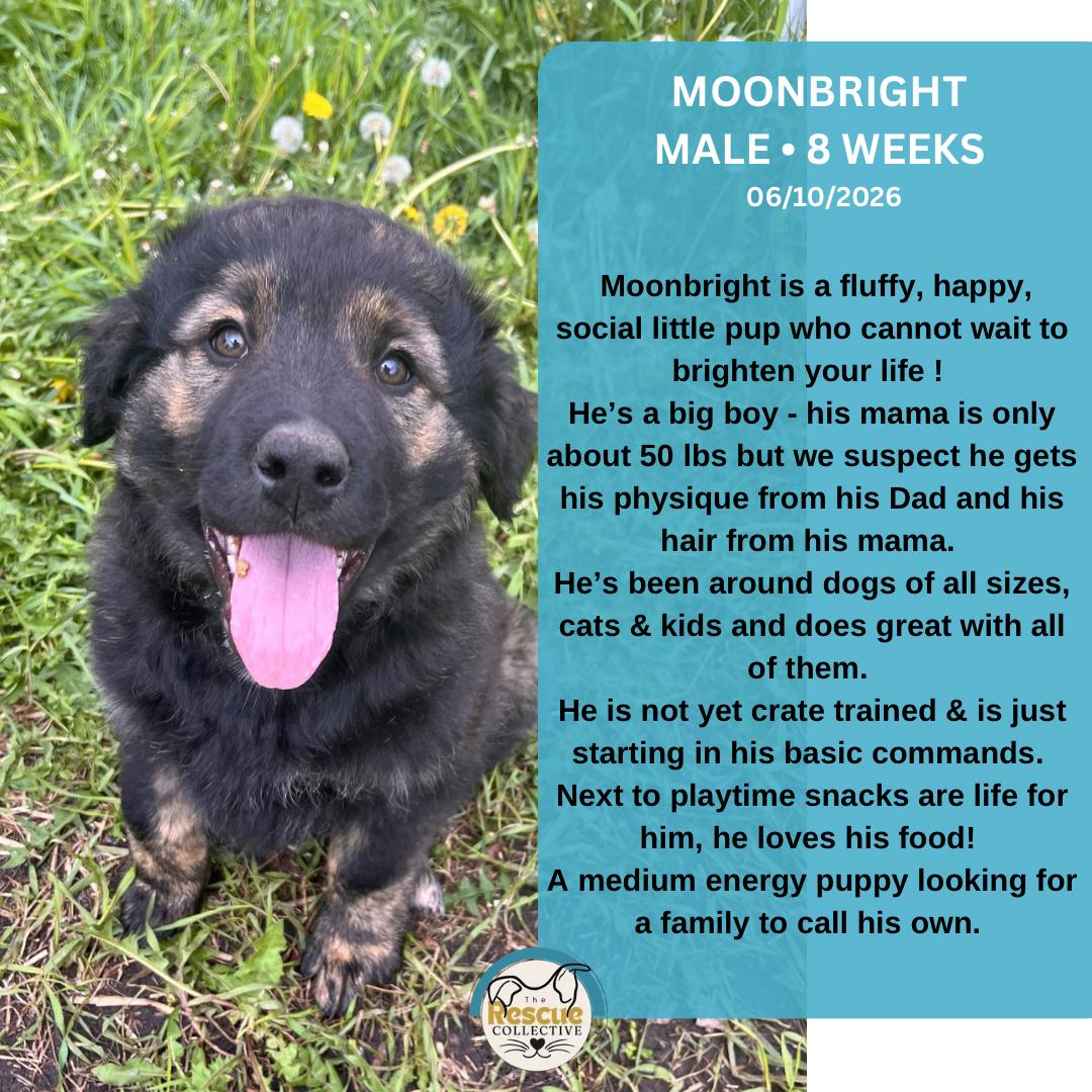 Moonbright, adopted, Young Male Mixed Breed.