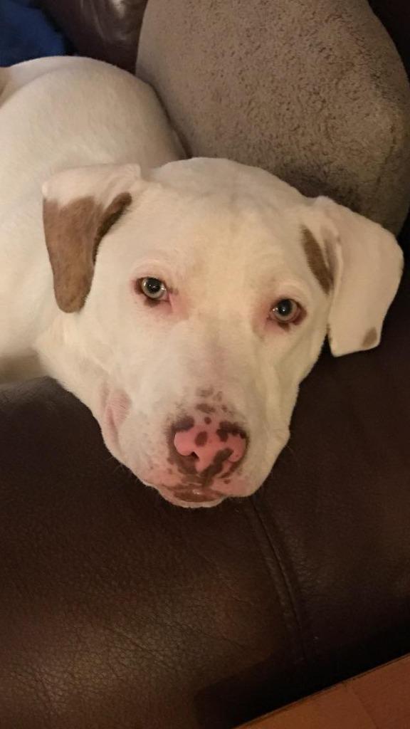 Enlarge Luke, a Adoptable mixed breed in Waxhaw, NC image 1/6