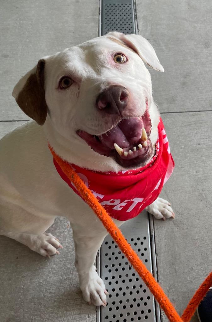 Luke, a Adoptable mixed breed in Waxhaw, NC image 1/6