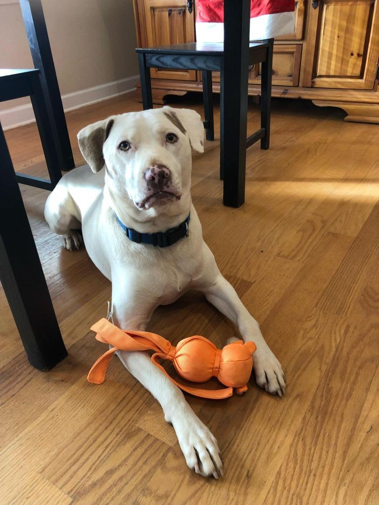 Enlarge Luke, a Adoptable mixed breed in Waxhaw, NC image 3/6