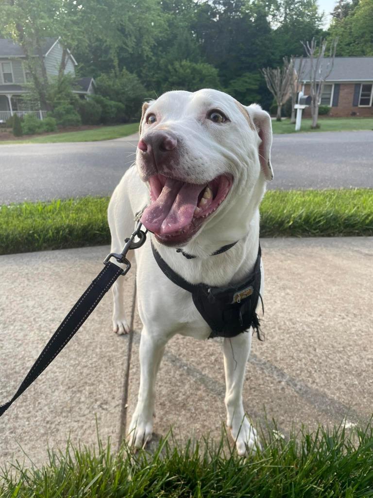 Enlarge Luke, a Adoptable mixed breed in Waxhaw, NC image 2/6