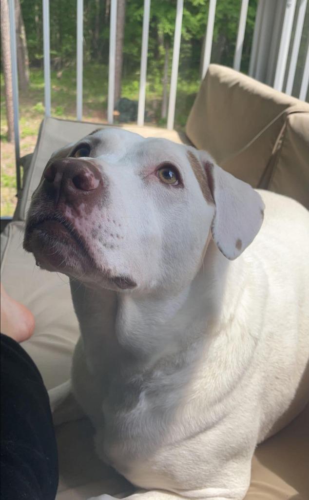 Enlarge Luke, a Adoptable mixed breed in Waxhaw, NC image 6/6