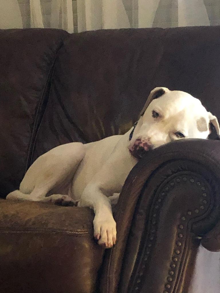 Enlarge Luke, a Adoptable mixed breed in Waxhaw, NC image 6/6