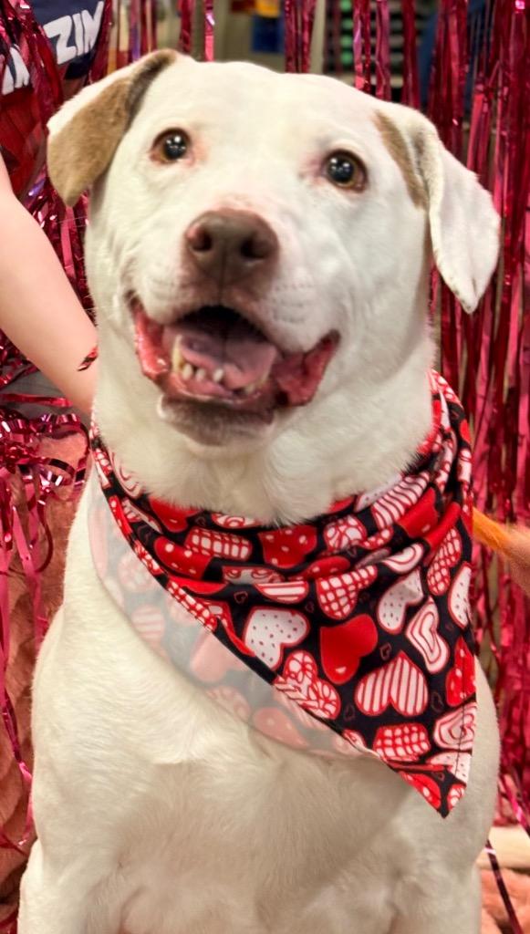 Enlarge Luke, a Adoptable mixed breed in Waxhaw, NC image 6/6