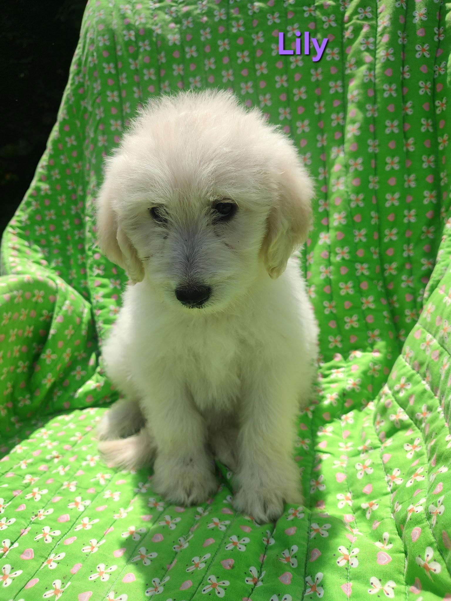 Lily, Adoptable, Puppy Female Great Pyrenees & Standard Poodle.