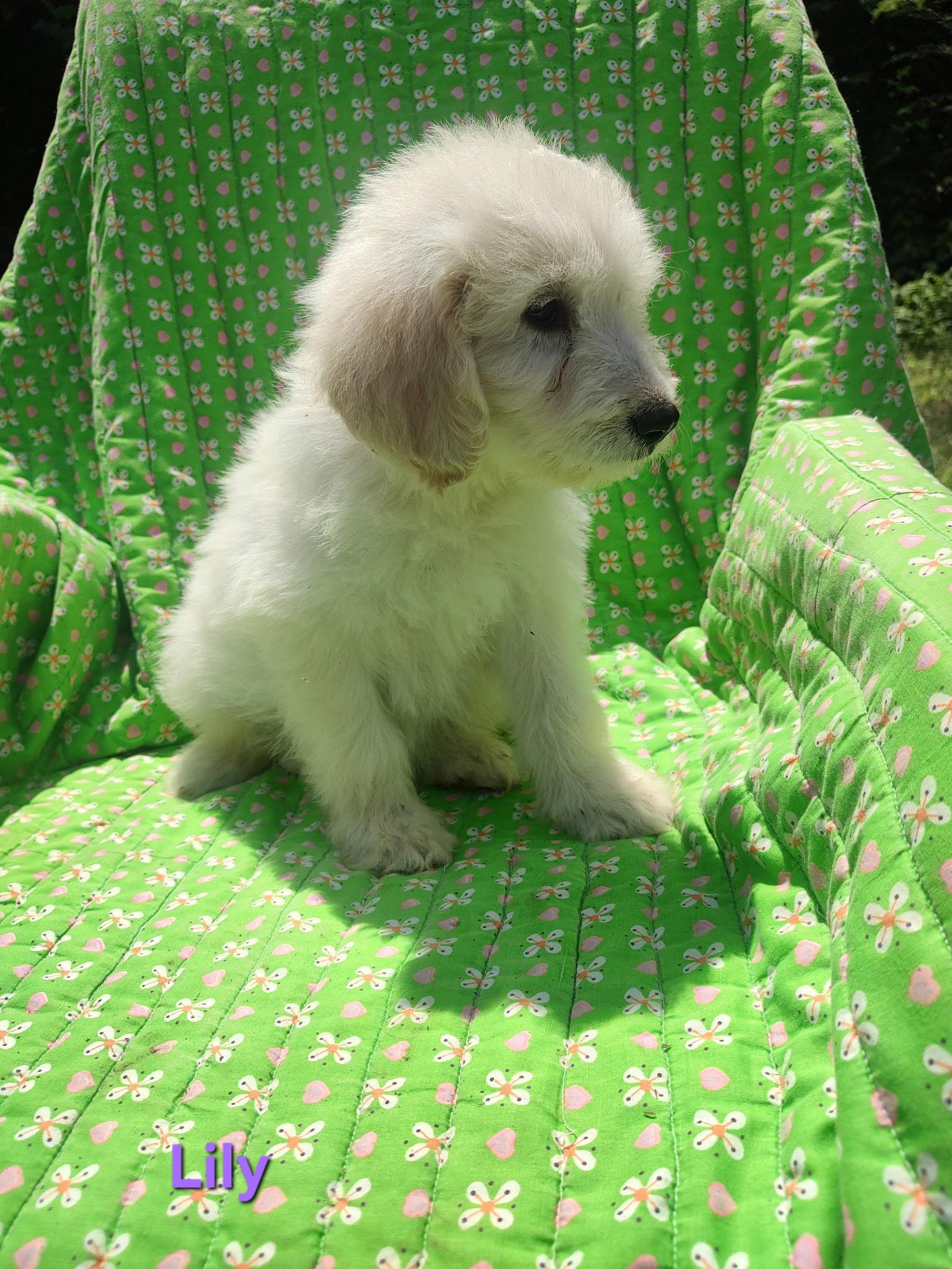 Lily, a Adoptable mixed breed in Croydon, NH image 2/2