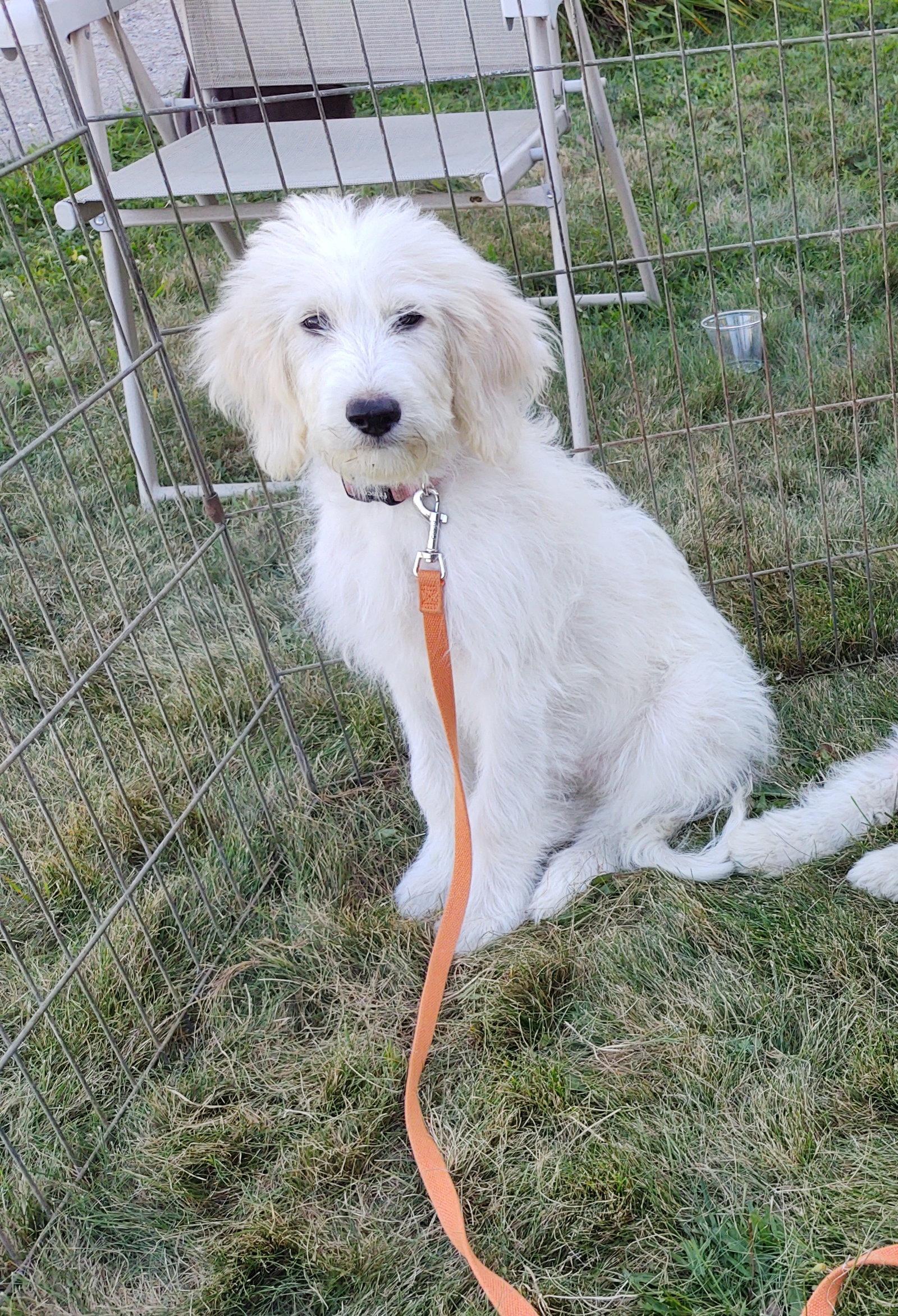 Enlarge Lily, a Adoptable mixed breed in Croydon, NH image 1/3