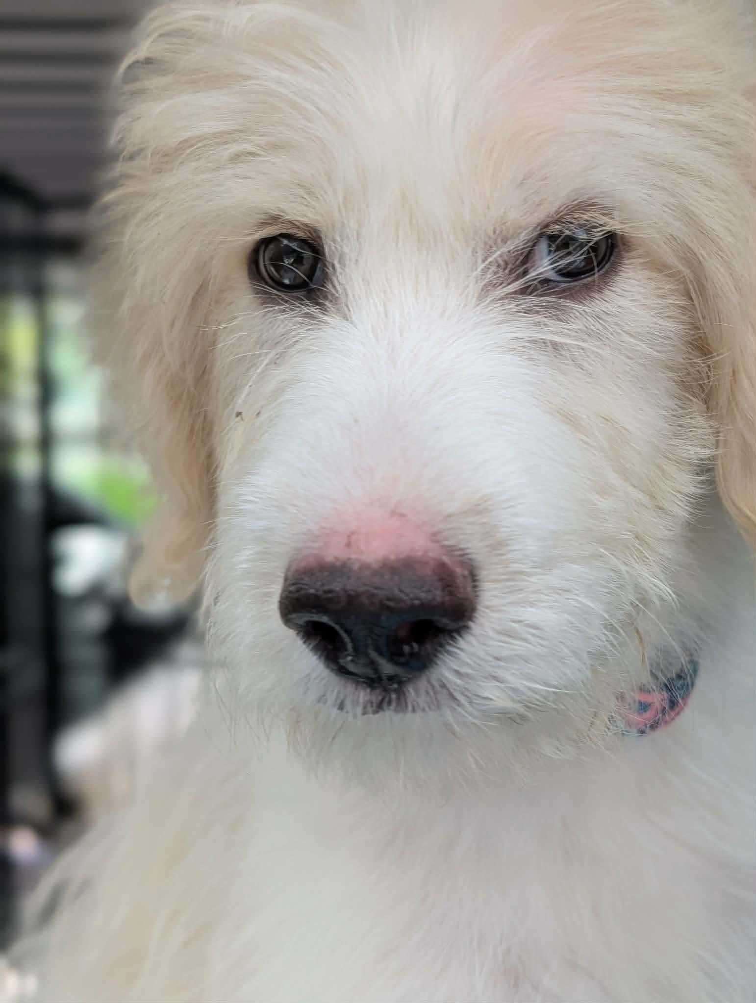 Enlarge Lily, a Adoptable mixed breed in Croydon, NH image 3/3