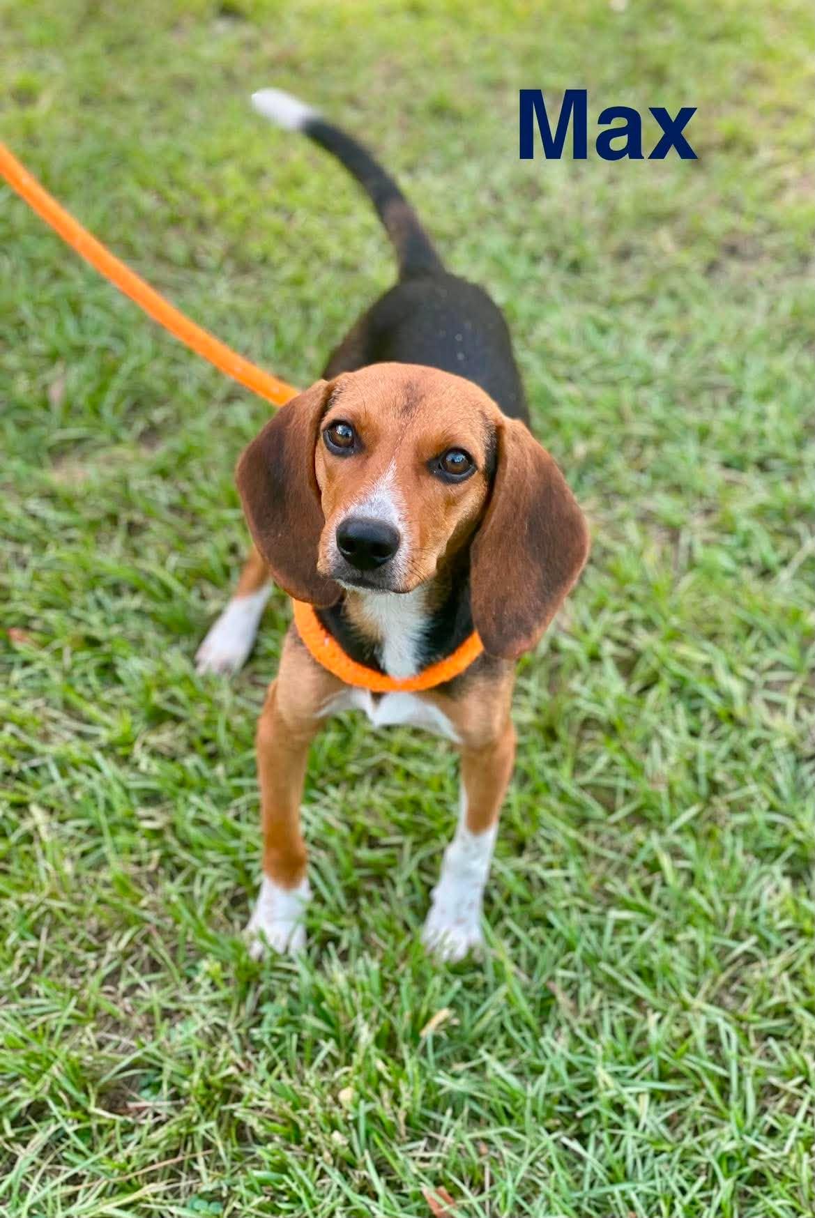 Enlarge MAX, a ADOPTABLE mixed breed in Madisonville, LA image 2/3