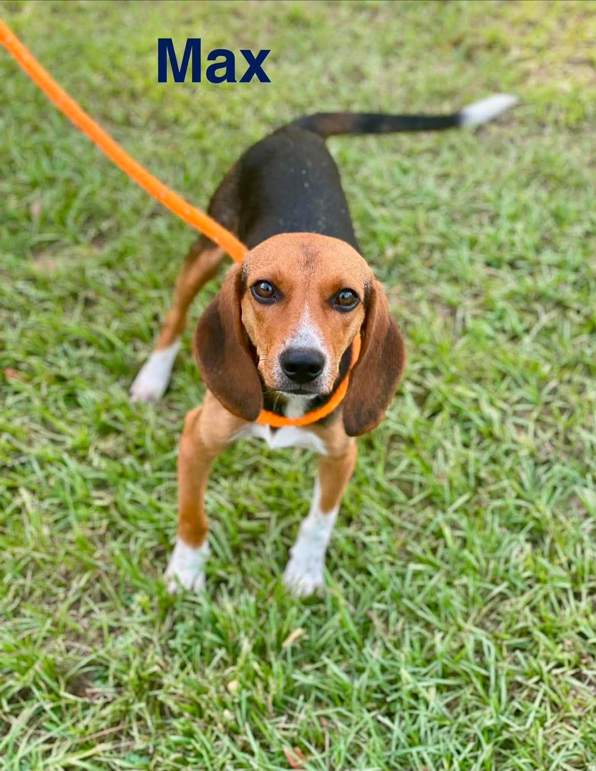Enlarge MAX, a ADOPTABLE mixed breed in Madisonville, LA image 3/3