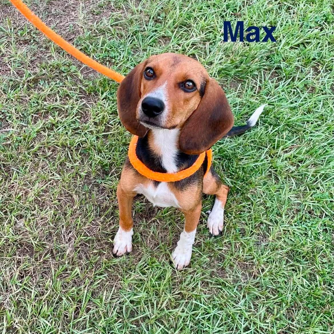 MAX, ADOPTABLE, Young Male Beagle & Hound.