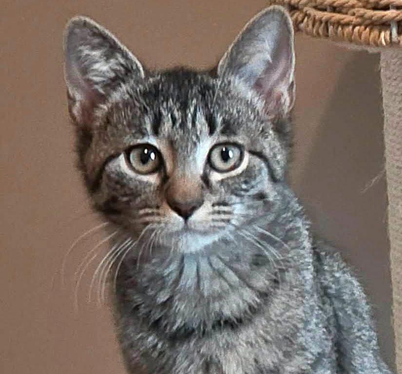 Blueberry (AO37064), Adoptable, Kitten Female Domestic Short Hair.