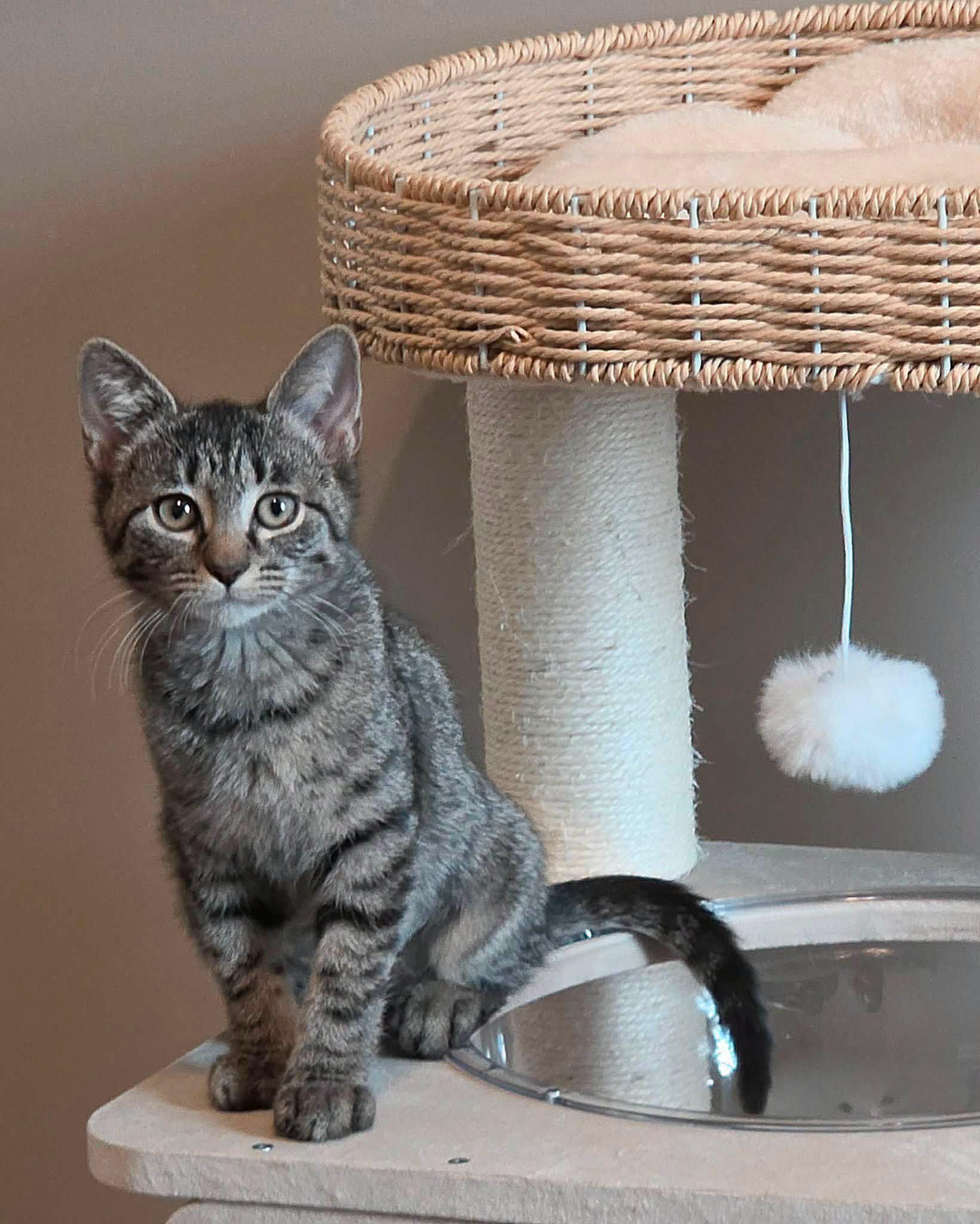 Enlarge Blueberry (AO37064), a Adoptable Domestic Short Hair in Kansas City, KS image 2/2