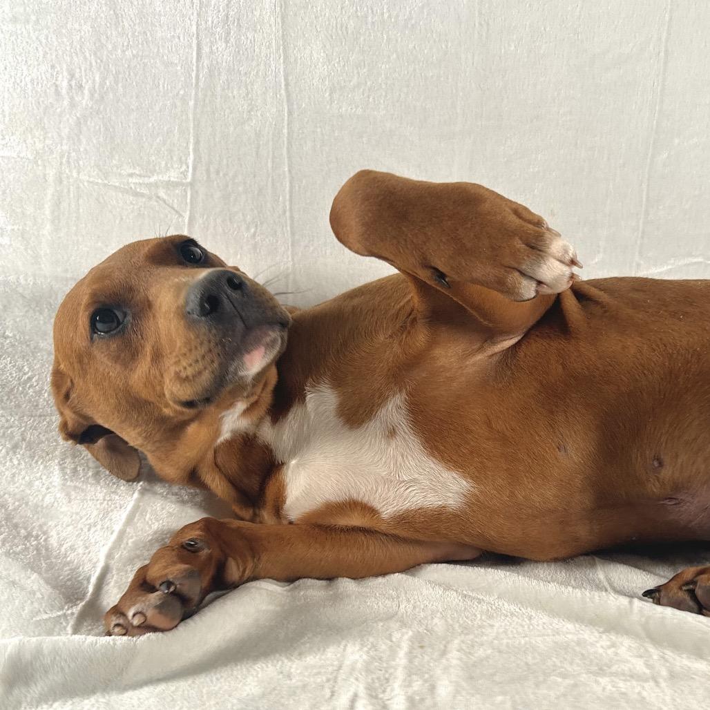 Russell Stover, Adoptable, Young Male Terrier & Labrador Retriever.