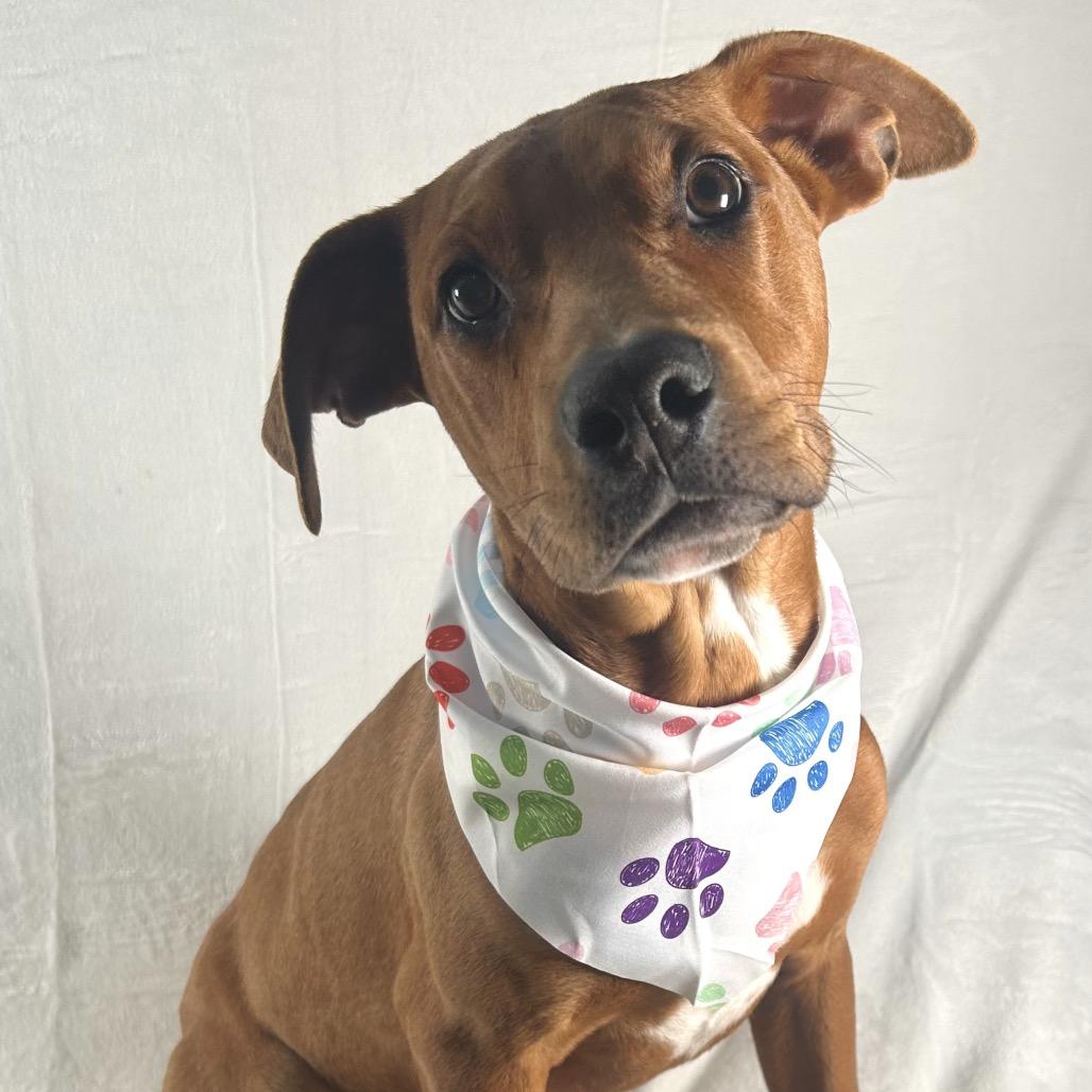 Russell Stover, a Adoptable mixed breed in Johnson City, TN image 2/4