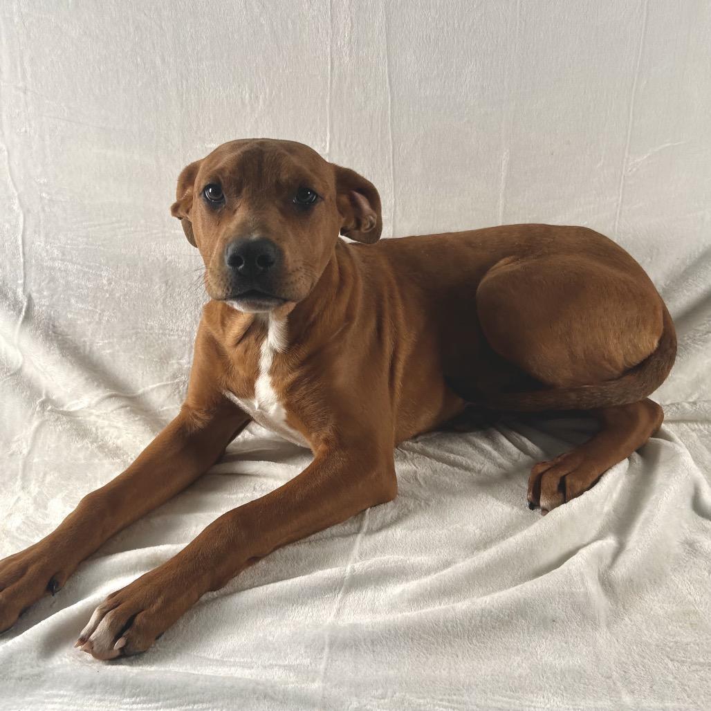 Russell Stover, a Adoptable mixed breed in Johnson City, TN image 3/4