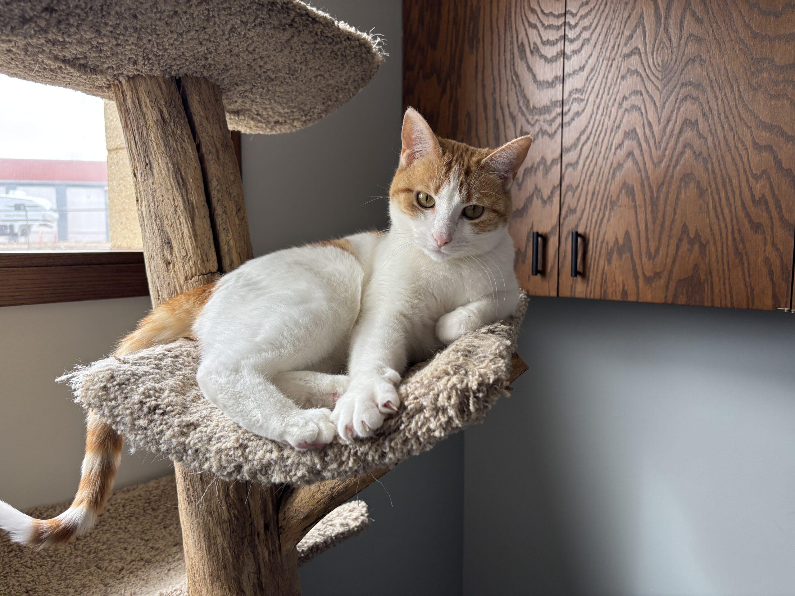 Arabella, Adoptable, Adult Female Domestic Short Hair.