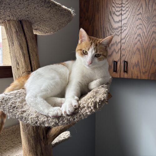 Enlarge Arabella, a Adoptable Domestic Short Hair in Kenosha, WI image 1/4