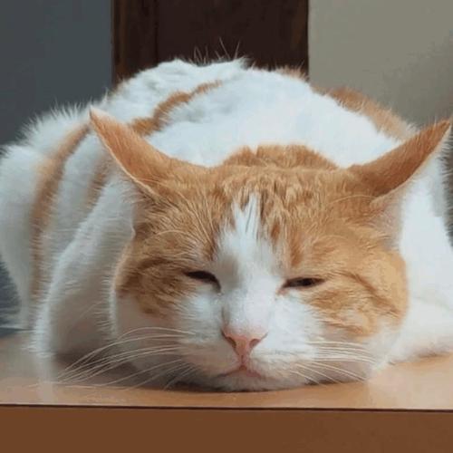 Enlarge Arabella, a Adoptable Domestic Short Hair in Kenosha, WI image 3/4