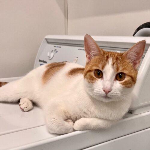 Enlarge Arabella, a Adoptable Domestic Short Hair in Kenosha, WI image 4/4