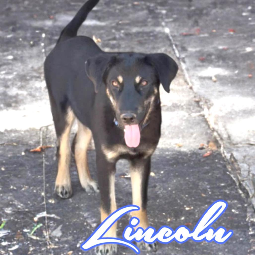 Lincoln, Adoptable, Young Male German Shepherd Dog & Husky.