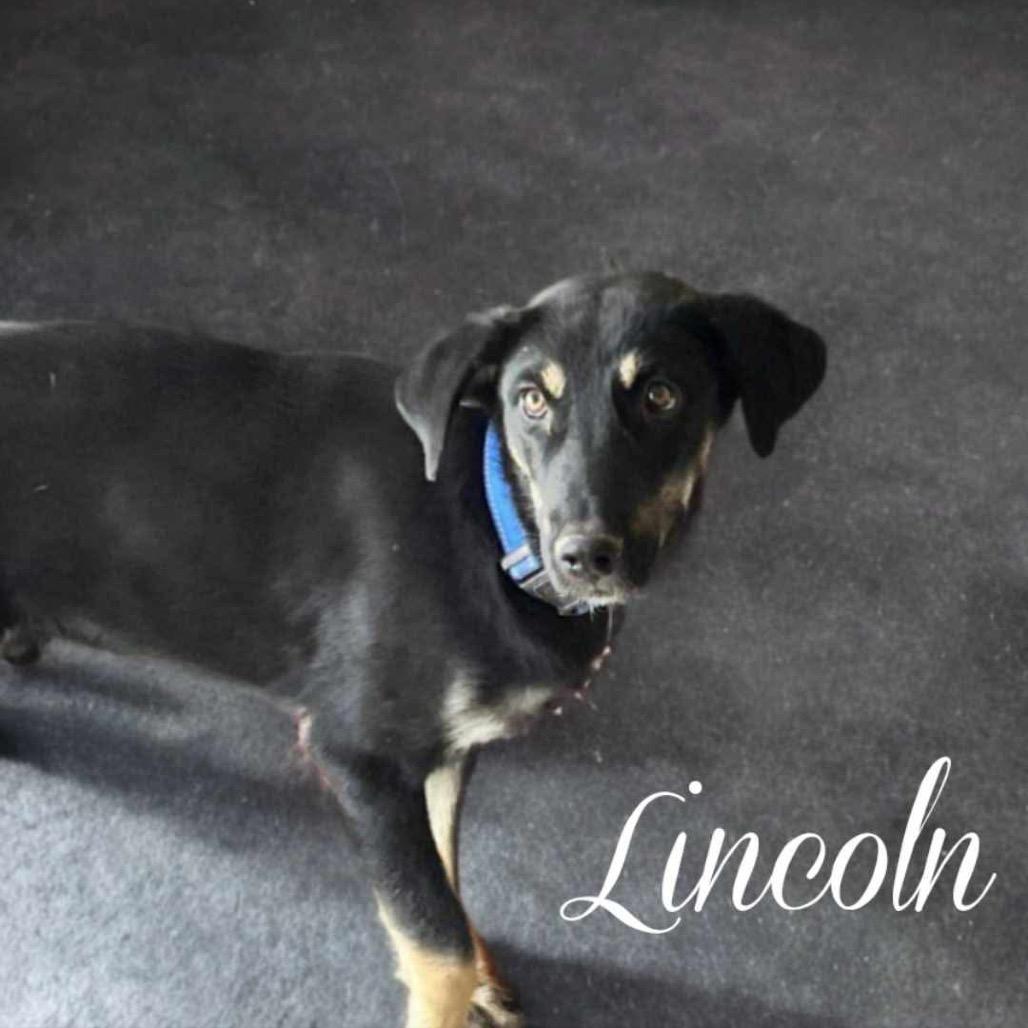 Enlarge Lincoln, a Adoptable mixed breed in Phoenix, AZ image 2/6