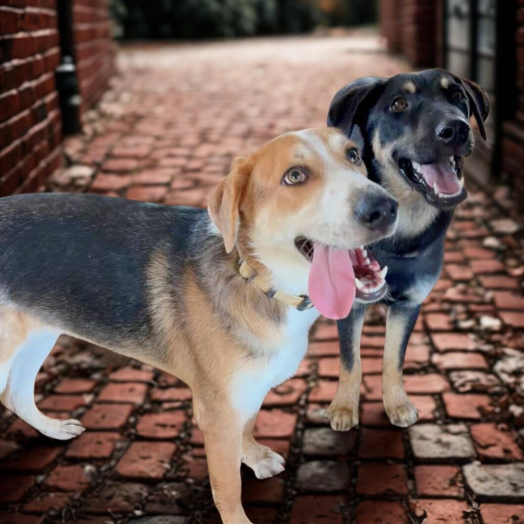 Enlarge Lincoln, a Adoptable mixed breed in Phoenix, AZ image 3/6