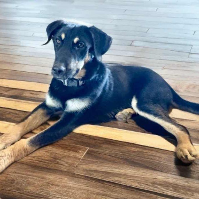 Enlarge Lincoln, a Adoptable mixed breed in Phoenix, AZ image 4/6