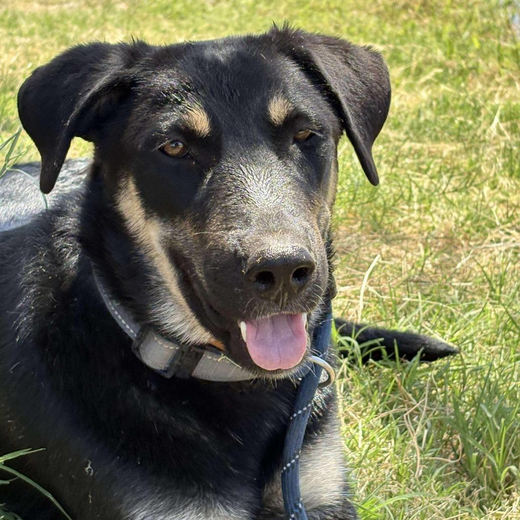 Enlarge Lincoln, a Adoptable mixed breed in Phoenix, AZ image 5/6