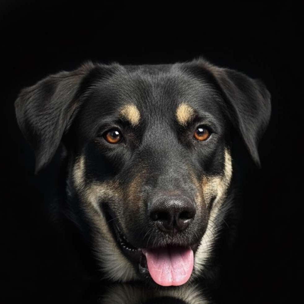 Enlarge Lincoln, a Adoptable mixed breed in Phoenix, AZ image 6/6