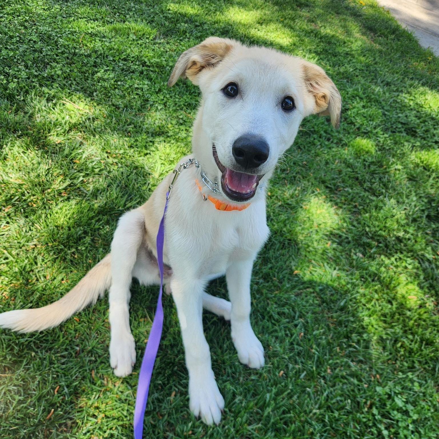 Love Bug, adoptable, Puppy Female Great Pyrenees.
